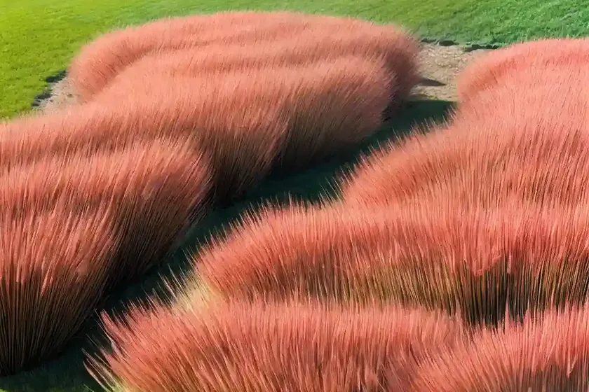 Red fescue (festuca rubra) — photo 2