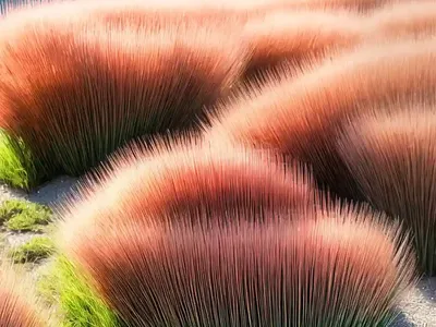 Red Fescue (Festuca Rubra)