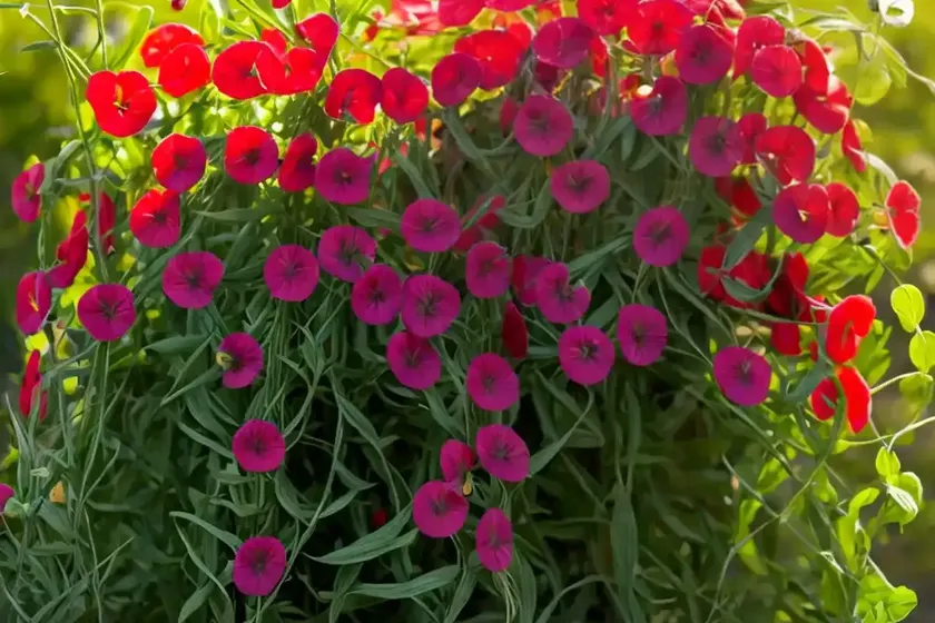 Red fodder pea (lathyrus annuus) — photo 2