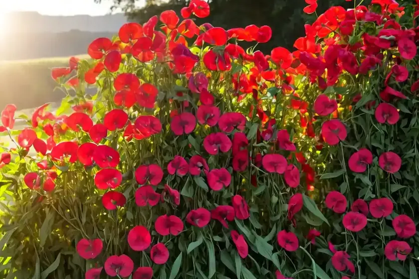Red fodder pea (lathyrus annuus) — photo 3