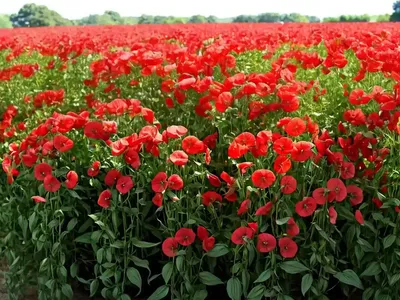 Red Fodder Pea (Lathyrus Annuus)