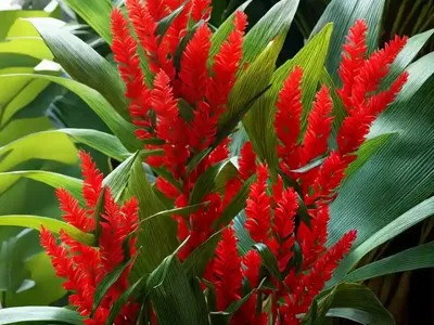 Red Ginger (Alpinia Purpurata)