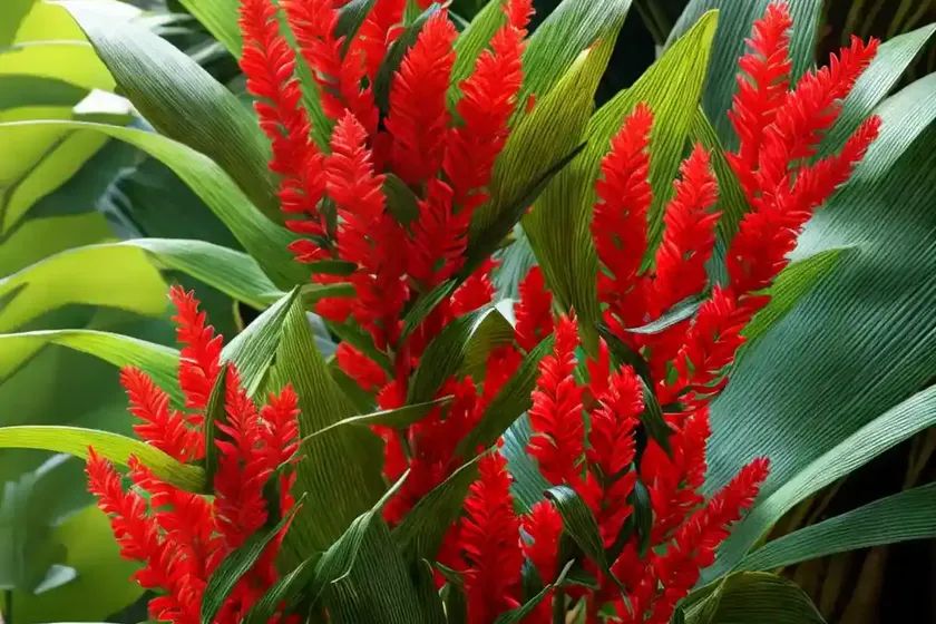 Red ginger (alpinia purpurata)