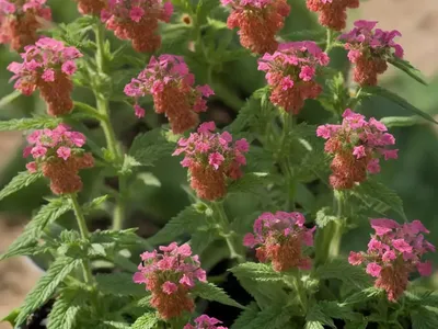 Red Hemp-Nettle (Galeopsis Angustifolia)