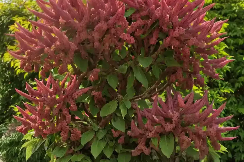 Red horse chestnut (aesculus x carnea ‘briotii’) — photo 2