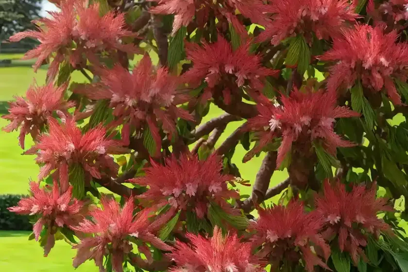 Red horse chestnut (aesculus x carnea ‘briotii’) — photo 3