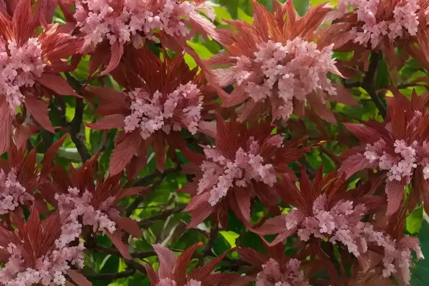 Red horse chestnut (aesculus x carnea ‘marginata’) — photo 3