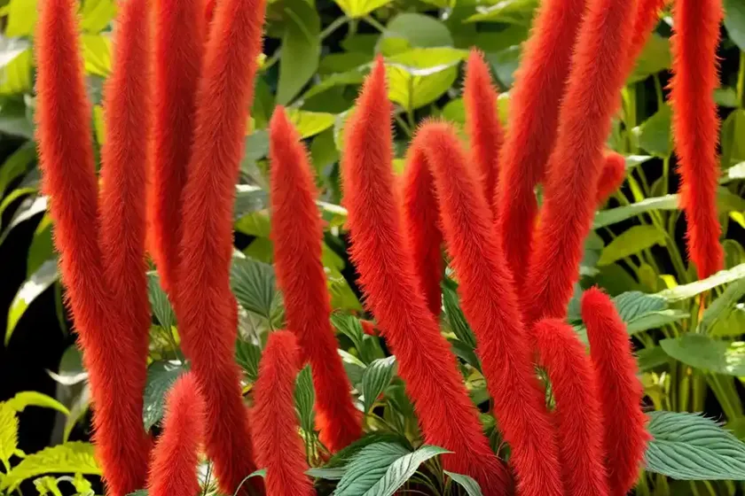Red hot cat’s tail (acalypha hispida) — photo 2