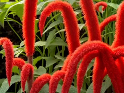 Red Hot Cat’s Tail (Acalypha Hispida)