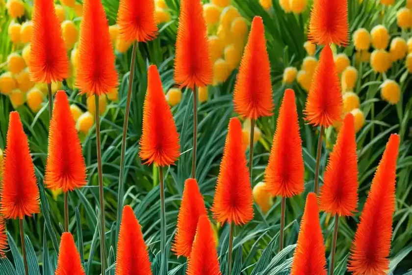 Red-hot poker (kniphofia ‘cobra’) — photo 2