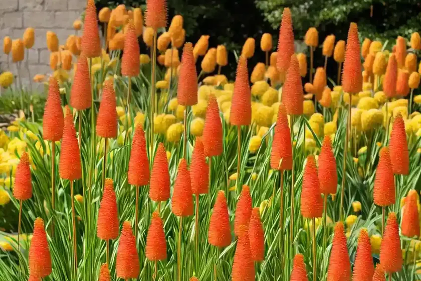Red-hot poker (kniphofia ‘shining sceptre’) — photo 2