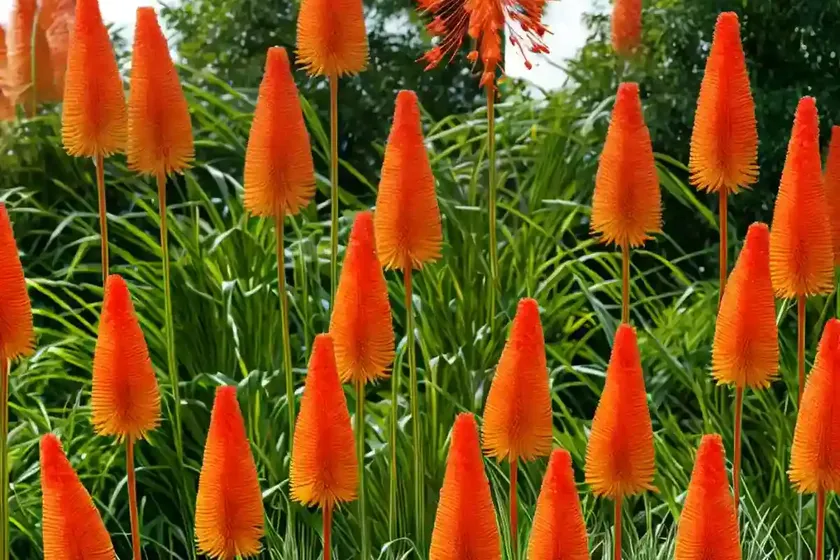 Red-hot poker (kniphofia ‘shining sceptre’) — photo 3