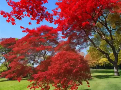 Red Maple (Acer Rubrum)