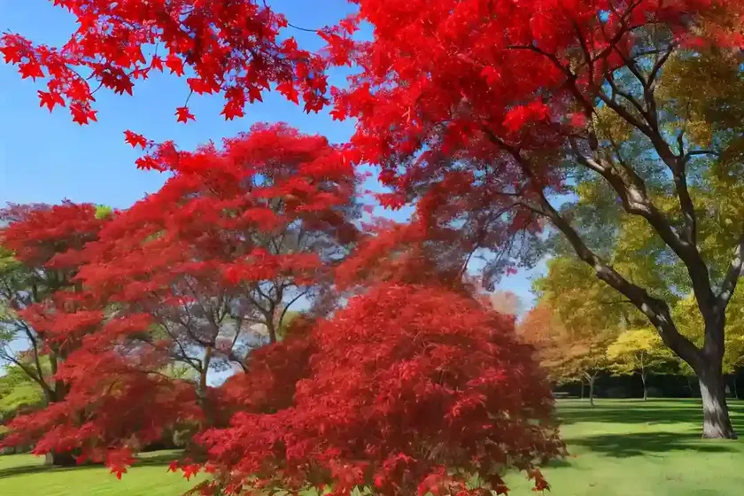 Red maple (acer rubrum)