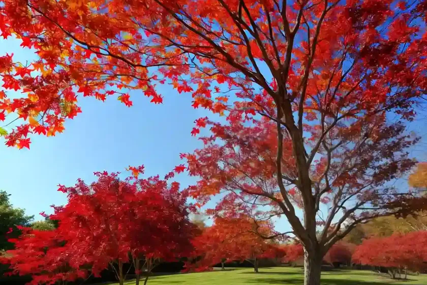 Red maple (acer rubrum ‘autumn flame’) — photo 3
