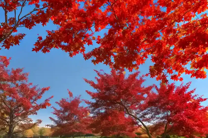 Red maple (acer rubrum ‘autumn flame’)