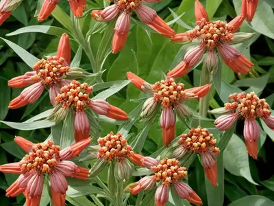 Red Milkweed (Asclepias Incarnata)