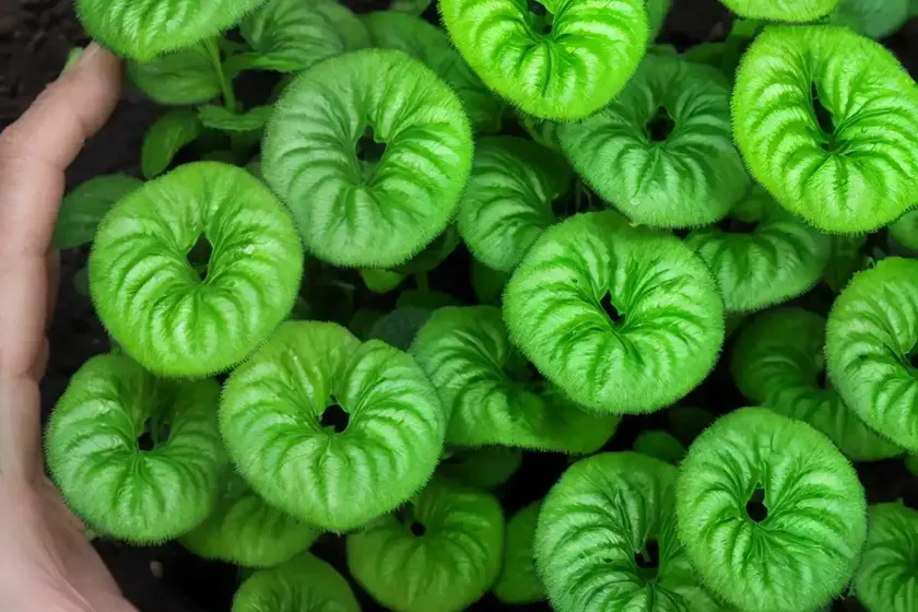 Red mosaic plant (fittonia albivenis (verschaffeltii group) — photo 2
