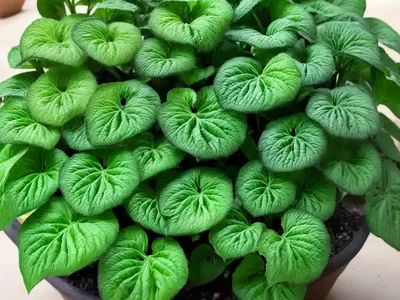 Red Mosaic Plant (Fittonia Albivenis (Verschaffeltii Group)