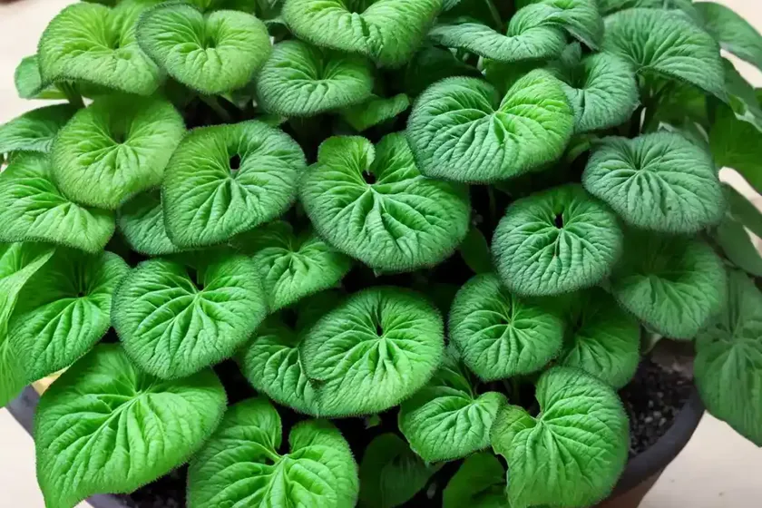Red mosaic plant (fittonia albivenis (verschaffeltii group)