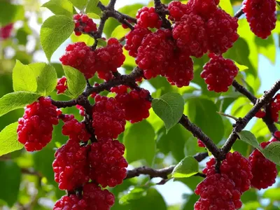 Red Mulberry (Morus Rubra)