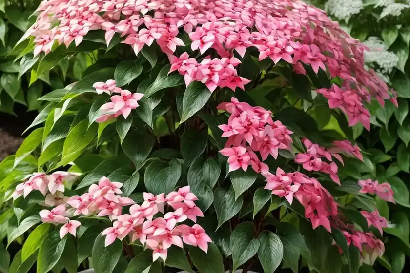 Red-osier dogwood (cornus sericea) — photo 2