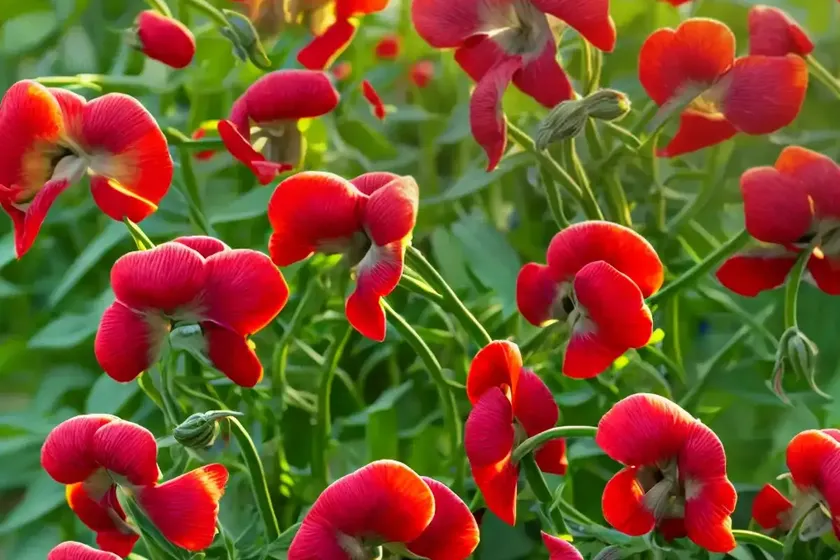 Red Pea (Lathyrus Cicera) — photo 2
