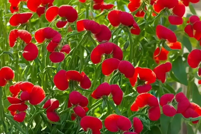 Red Pea (Lathyrus Cicera) — photo 3