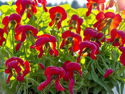 Red Pea (Lathyrus Cicera)