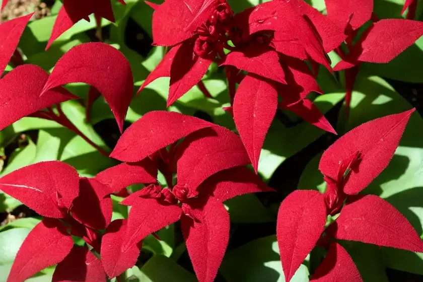 Red sorrel (rumex acetosa) — photo 2