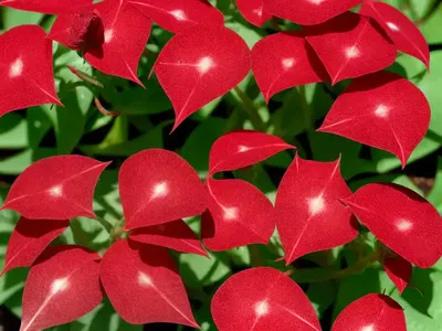 Red Sorrel (Rumex Acetosa)