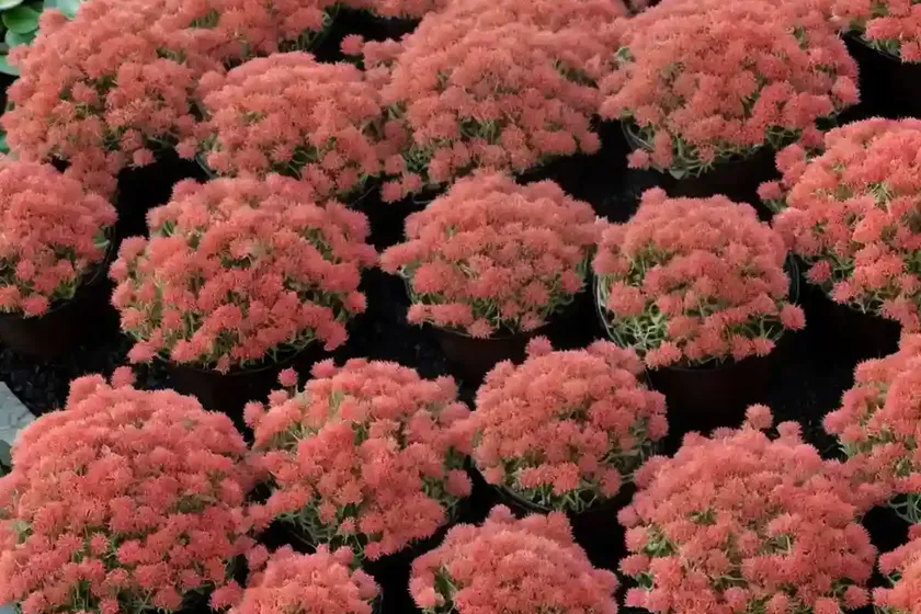 Red stonecrop (sedum rubens) — photo 2