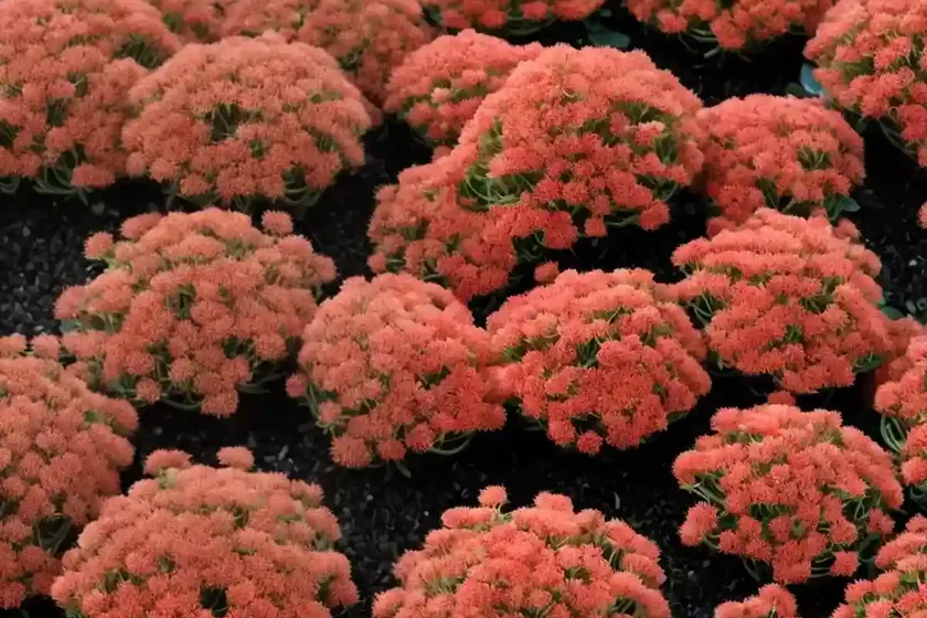 Red stonecrop (sedum rubens) — photo 3