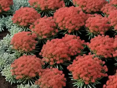 Red Stonecrop (Sedum Rubens)