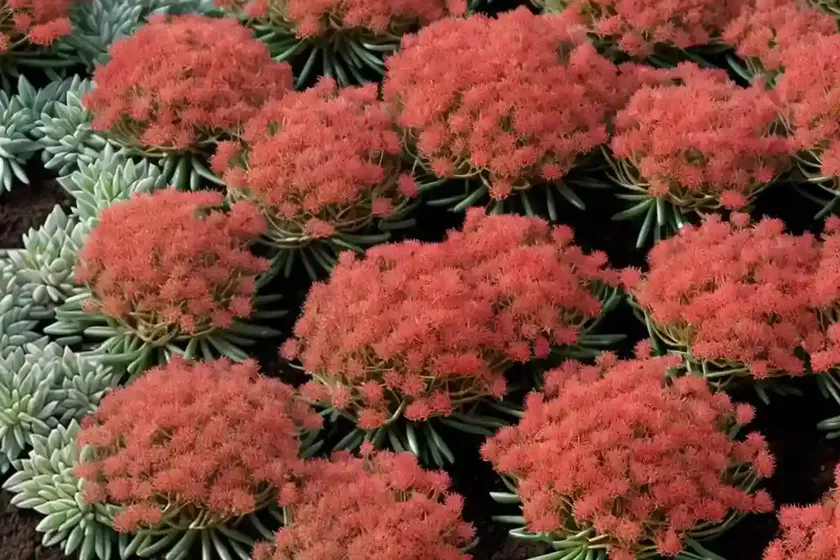 Red stonecrop (sedum rubens)