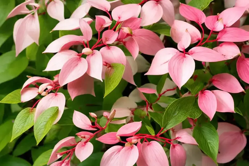 Red twig dogwood (cornus sericea ‘neil z’ pucker up) — photo 2