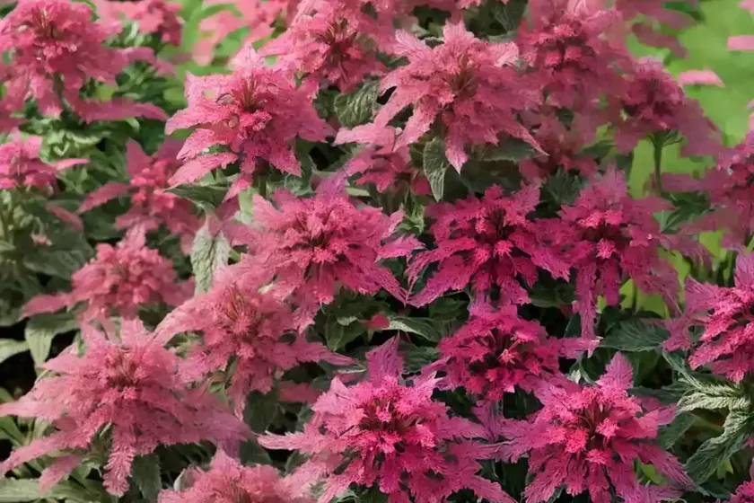 Red valerian (centranthus ruber) — photo 2