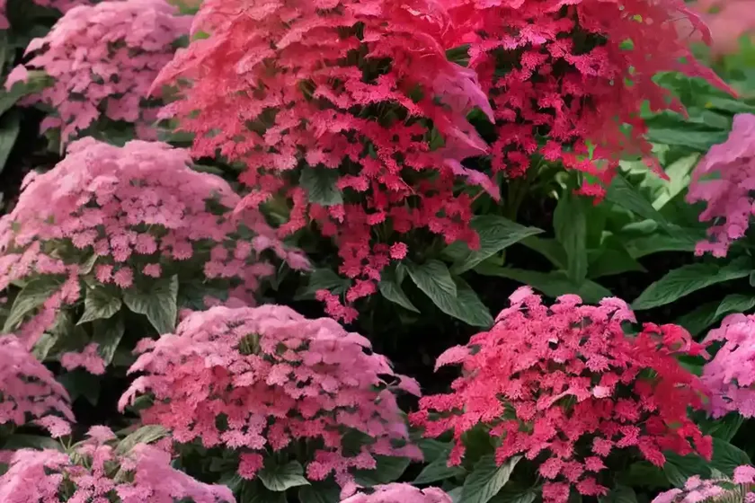 Red valerian (centranthus ruber) — photo 3