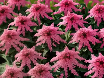 Red Valerian (Centranthus Ruber)