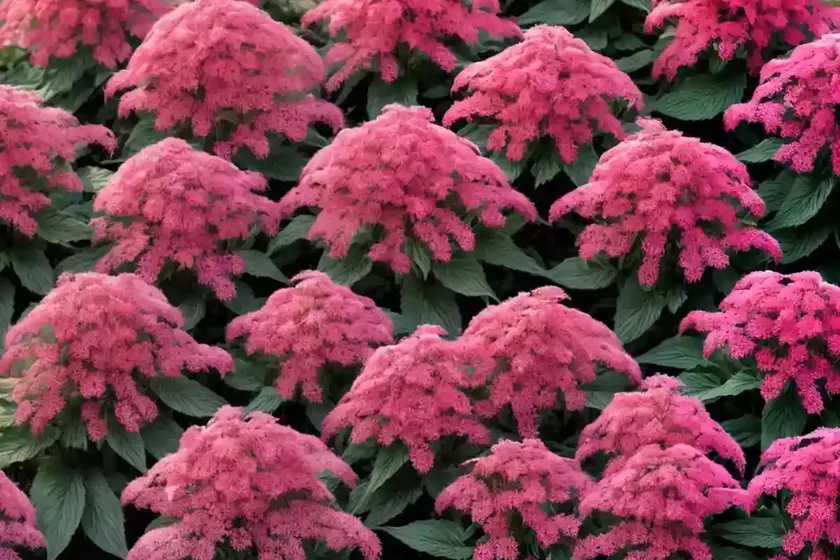Red valerian (centranthus ruber ‘albus’) — photo 3