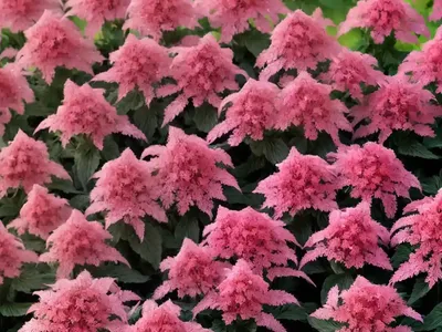 Red Valerian (Centranthus Ruber ‘Albus’)