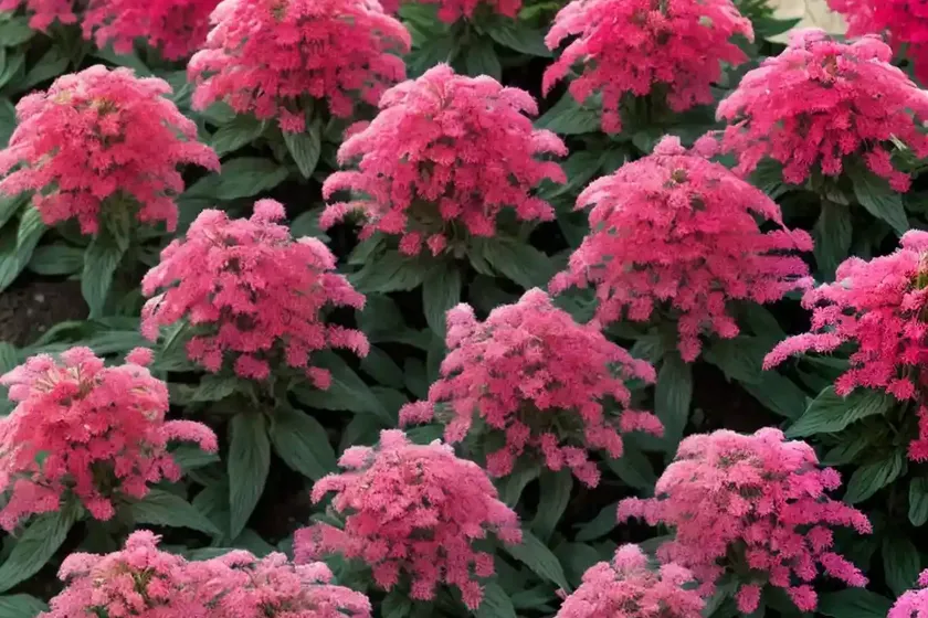 Red valerian (centranthus ruber ‘pretty betsy’) — photo 2