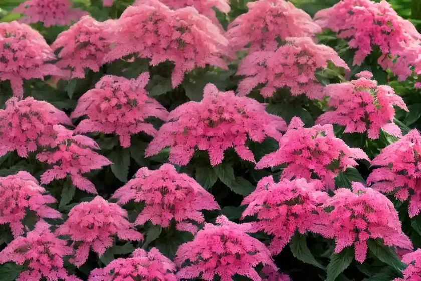 Red valerian (centranthus ruber ‘pretty betsy’) — photo 3