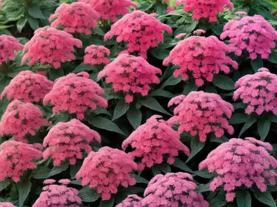 Red Valerian (Centranthus Ruber ‘Pretty Betsy’)