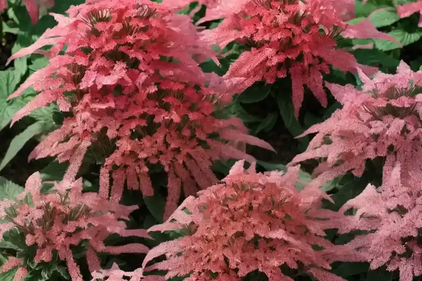 Red valerian (centranthus ruber var. coccineus) — photo 2