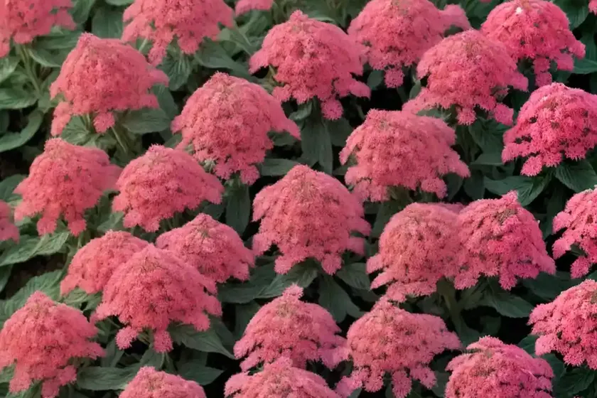 Red valerian (centranthus ruber var. coccineus) — photo 3