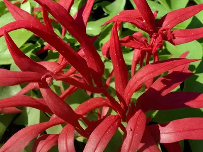 Red-veined Dock (Rumex Sanguineus Var. Sanguineus)