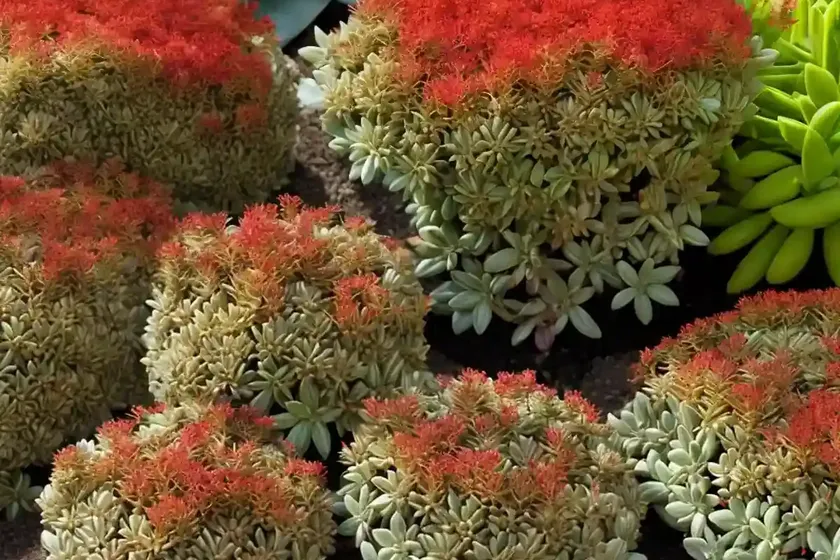 Red wiggle (sedum ochroleucum) — photo 2