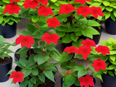 Redbay (Persea Borbonia)