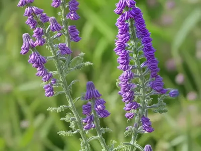 Reddish Tufted Vetch (Vicia Benghalensis)